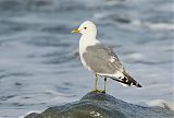 Short-billed Gullborder=